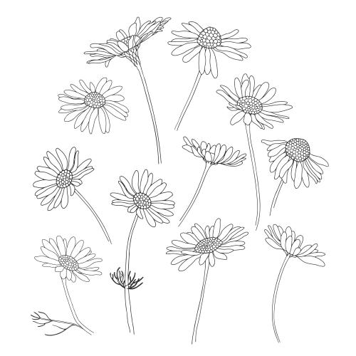 矢量图片 洋甘菊，白色选项