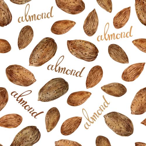 矢量图 白色背景上的水彩杏仁和彩色“almond”字样