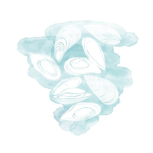 贻贝。矢量图 贻贝，白色轮廓在天蓝色水彩画片段上