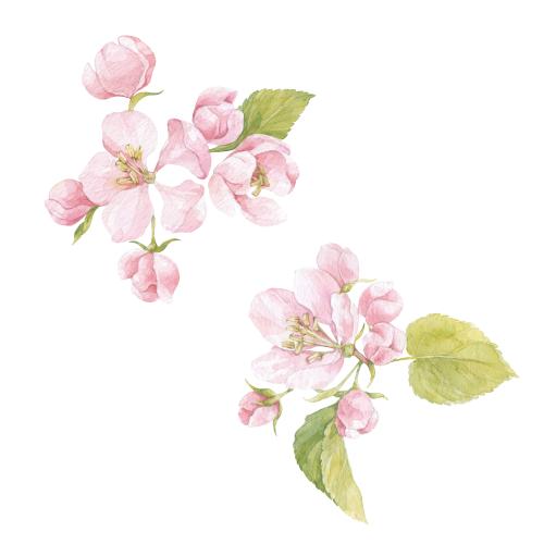 原创位图 水彩苹果花