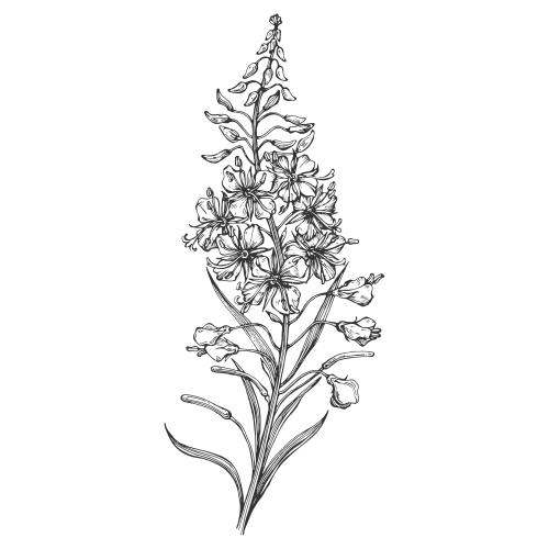 柳兰。矢量图 柳叶菜，伊万茶，白底轮廓