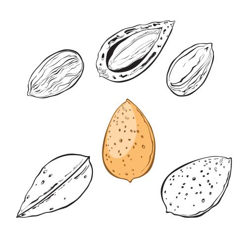 坚果。矢量图 白底杏仁坚果