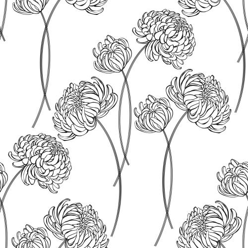 菊花。矢量图 白底菊花