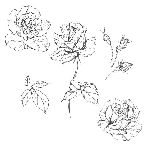 花苞。矢量图 白底玫瑰鲜花花蕾叶子素描图案