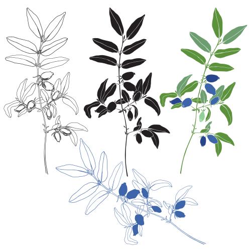 忍冬花。矢量图 忍冬藤带浆果的枝条四种白底款式