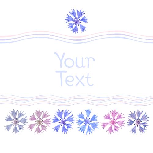 麦秆菊。矢量图 彩色矢车菊，水平波浪线和文本框在白色背景上