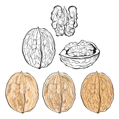 坚果。矢量图 不同白色款核桃