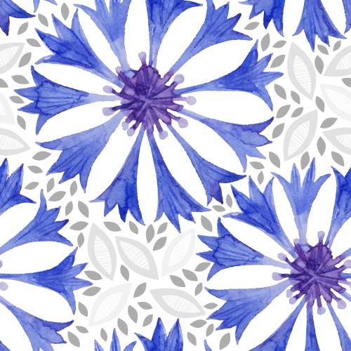 麦秆菊。矢量图 矢车菊白色底图案装饰叶