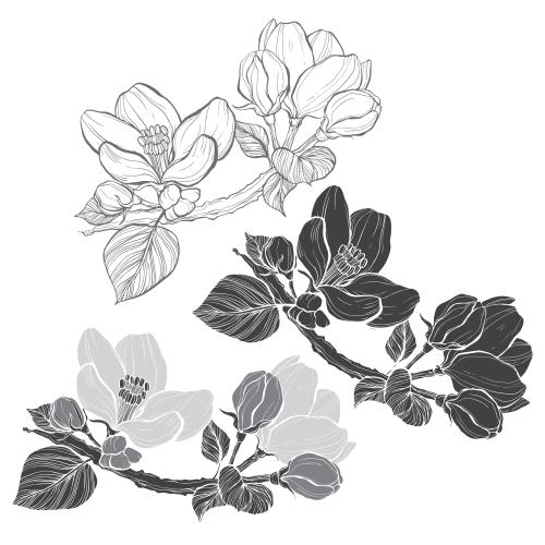 苹果花。矢量图 带花和花蕾的苹果树枝 三种款式