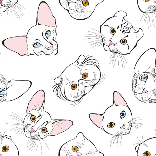 卷耳猫。矢量图 不同品种猫咪的白色背景头像
