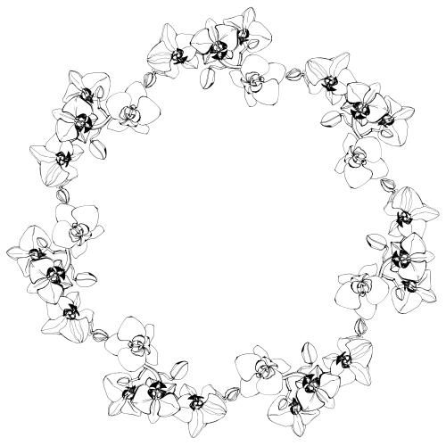 边框。矢量图 兰花圆形相框白色背景