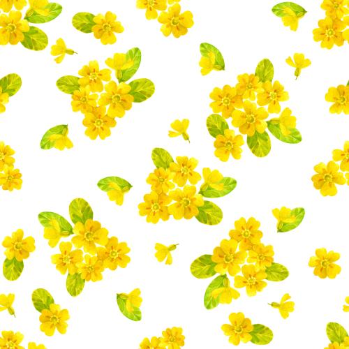 原创位图 报春花 水彩花朵白色背景