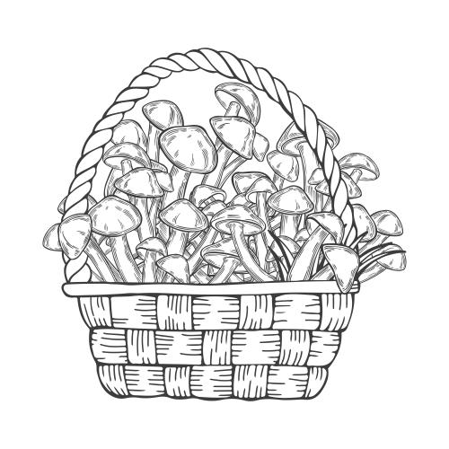 矢量图片 篮装鸡油菌