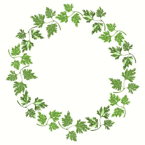 欧芹。矢量图 白色圆形欧芹相框
