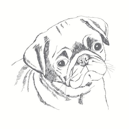 哈巴狗。矢量图 可爱的巴哥犬素描