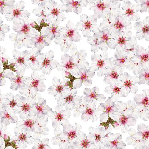  矢量图 白色背景上的水彩开花杏树