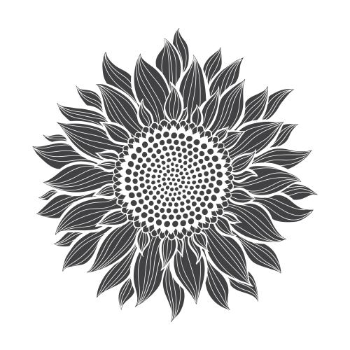 向日葵。矢量图 向日葵白底剪影