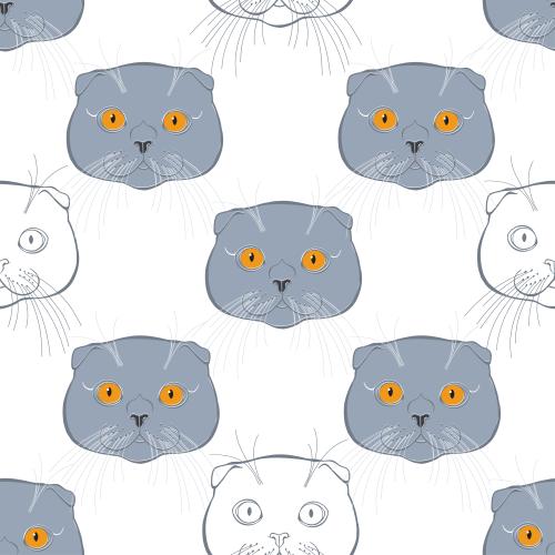 苏格兰折耳猫。矢量图 苏格兰折耳猫彩色可爱小脸白底