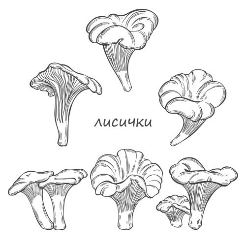 蘑菇。矢量图 鸡油菌及多种白蘑菇