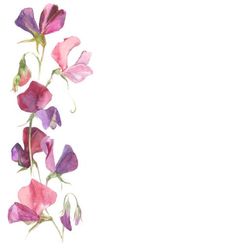 原创位图 水彩甜豌豆 白色文字区