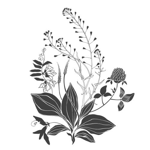 矢量图片 草本植物配方，包含野花野草、荠菜、车前草、三叶草的白色配方