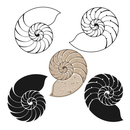 矢量图片 海螺白底五种版本
