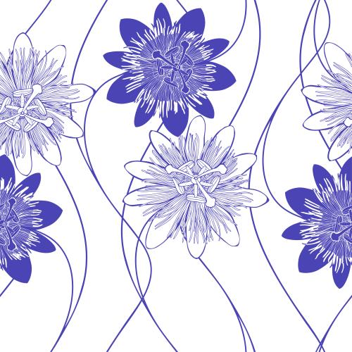 鸡冠花。矢量图 西番莲，紫罗兰剪影与轮廓白底