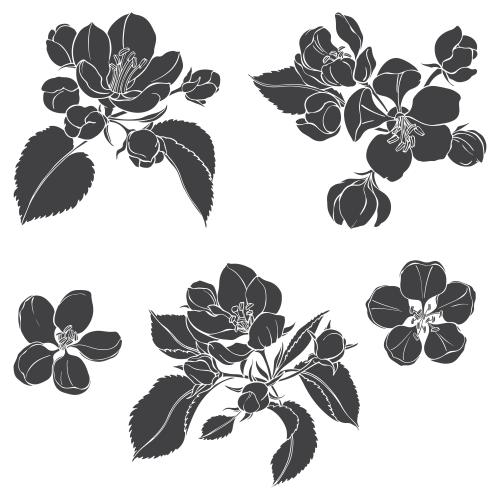 苹果花。矢量图 苹果花 黑色剪影在白色