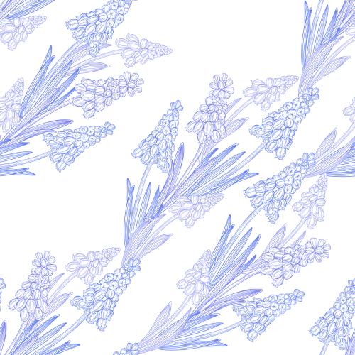 葡萄风信子。矢量图 蓝壶花白色背景对角线构图