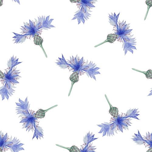 原创位图 水彩矢车菊