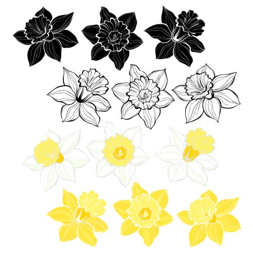 矢量图片 水仙花 白色多种款式
