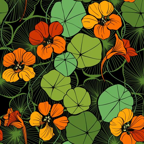 花苞。矢量图 旱金莲黑陶盆