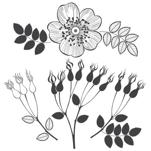 山楂。矢量图 玫瑰果-花朵-叶子-带浆果的嫩枝