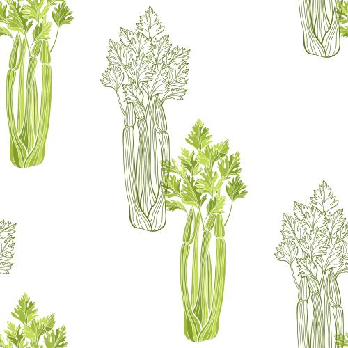 芹菜。矢量图 芹菜，白色背景上的彩色轮廓和剪影