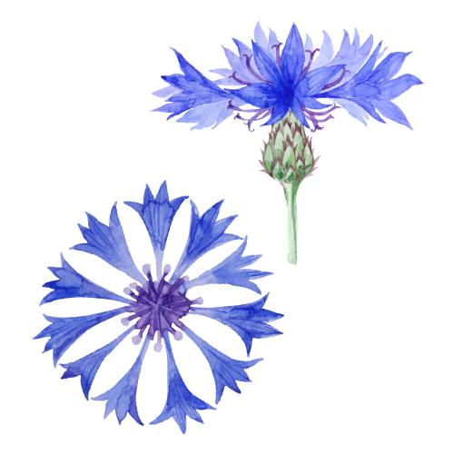 麦秆菊。矢量图 矢车菊双花白底