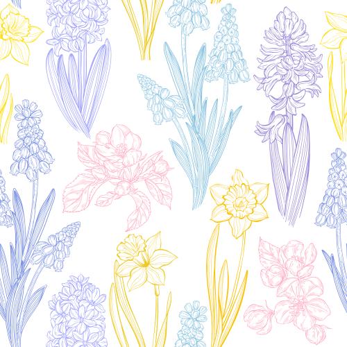 葡萄风信子。矢量图 春天花：蓝壶花、风信子、水仙和白底苹果花