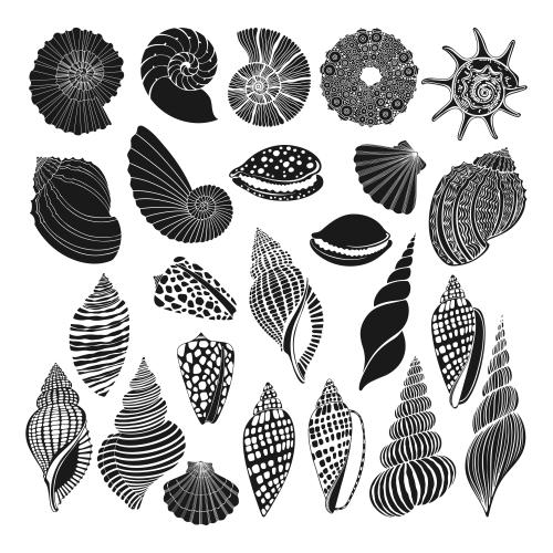 鹦鹉螺。矢量图 海贝壳, 鹦鹉螺, 扇贝, 白底海胆