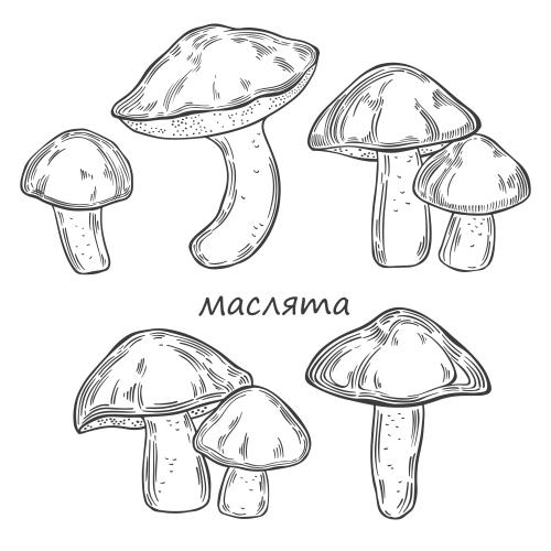 植物。矢量图 滑菇 多种白蘑菇