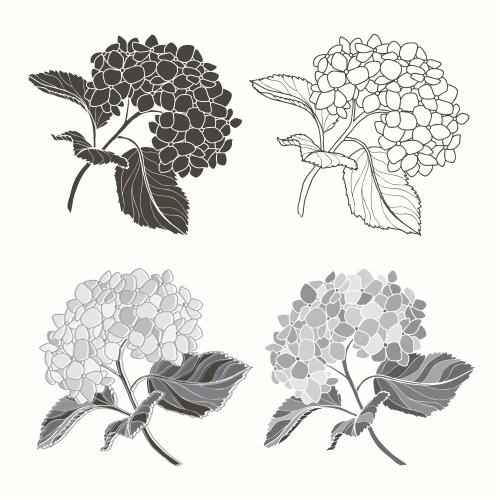 绣球花。矢量图 绣球花与叶白色背景，四种不同单色方案