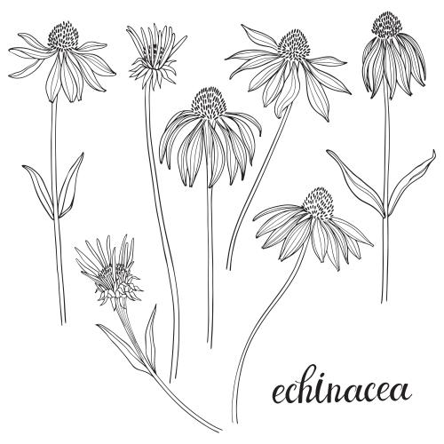 紫锥菊。矢量图 紫锥花，白色背景上的花卉轮廓
