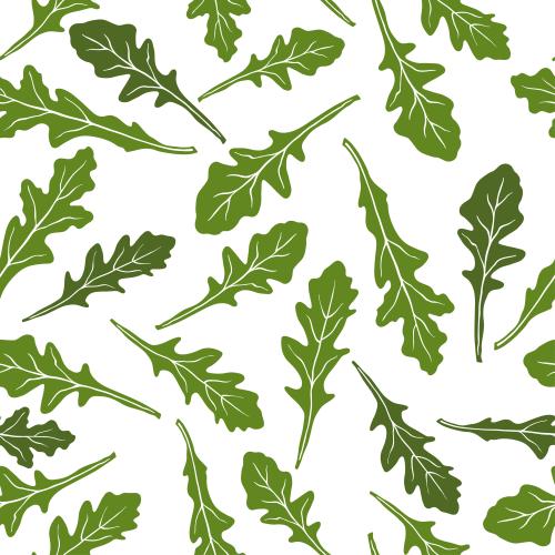 烹饪香草。矢量图 芝麻菜-白色背景上的绿色叶轮廓