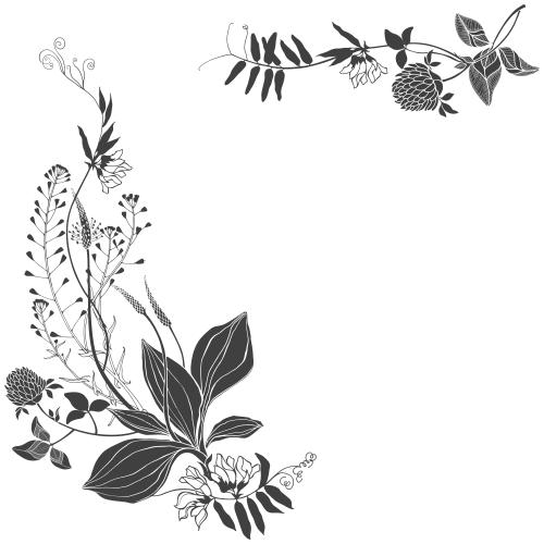 马齿苋。矢量图 野花和草，白色背景上的文字空间，角落构成
