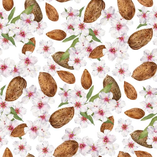 原创位图 白色背景上的水彩杏花和杏仁