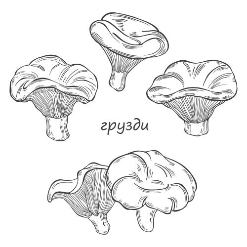 对象。矢量图 乳牛肝菌，多种白色蘑菇