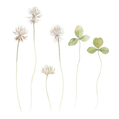 原创位图 水彩花叶与三叶草在白色背景上