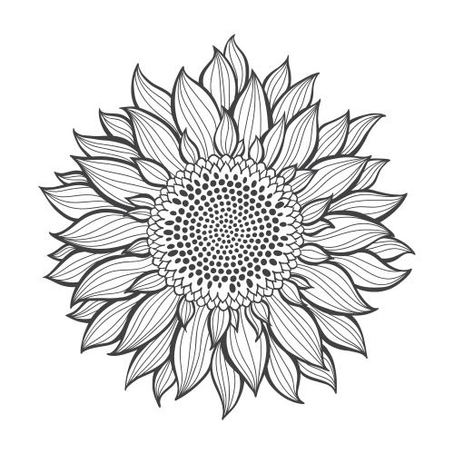 向日葵。矢量图 向日葵白色背景轮廓