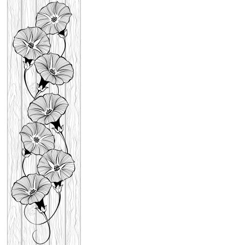 牵牛花。矢量图 木质板上的旋花装饰组合及白色文字预留区