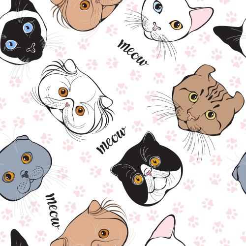 卷耳猫。矢量图 不同品种可爱猫咪小脸 粉色小爪印和白色背景上的meow字样