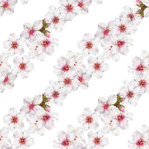 原创位图 白色背景上的水彩开花杏树对角构图