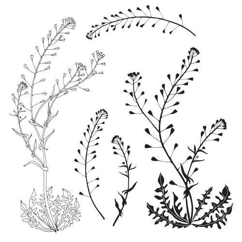植物。矢量图 牧羊人包 白色背景可选